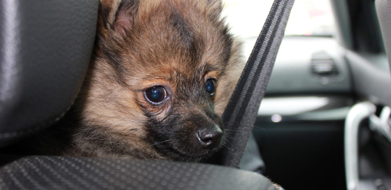 Новые штрафы ГИБДД и поправки в КоАП в октябре 2023 года &ndash; это правда или нет?