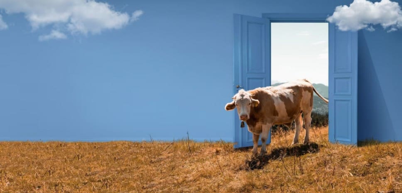 Что делать, если произошло ДТП с коровой и машиной? Кто виновен и как оформить?