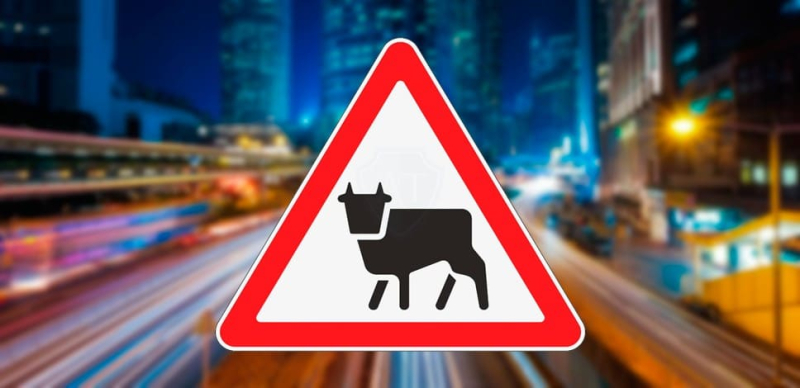 Что делать, если произошло ДТП с коровой и машиной? Кто виновен и как оформить?